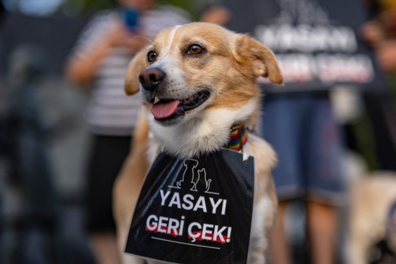 A dog with a banner that reads "Withdraw the law" around its neck is seen during a rally to protest against a bill drafted by the government that aims to remove stray dogs off the country's streets, in Istanbul on July 23, 2024. - A Turkish parliamentary commission approved 7 articles of the draft law consisting of 17 articles aimed at managing the country's large stray dog population on 22 July. According to this, article 5, which includes the euthanasia of animals, was accepted by removing the word 'Euthanasia' on the bill. (Photo by Yasin AKGUL / AFP)