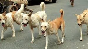 قرار من النيابة بشأن شخص يقوم بتجميع الكلاب الضالة ووضعها داخل أجولة