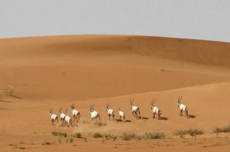 صور.. جهود كبيرة للمملكة في حماية الحيوانات المهددة بالانقراض