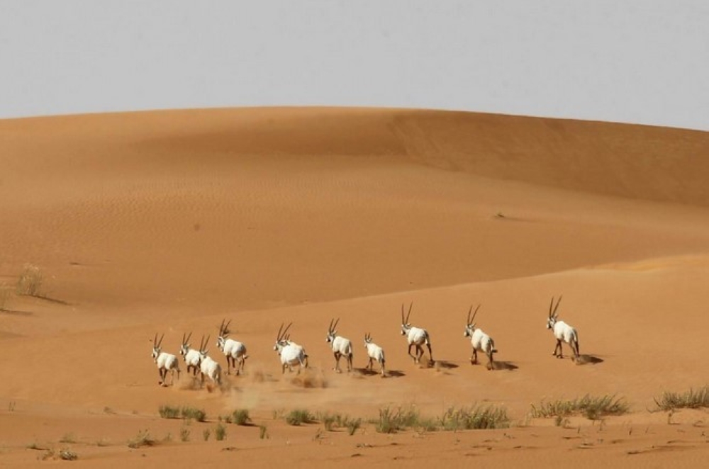 صور.. جهود كبيرة للمملكة في حماية الحيوانات المهددة بالانقراض