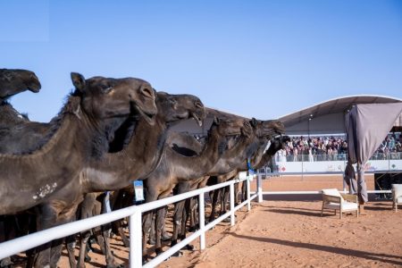 10 فائزين في اليوم الـ15.. “مهرجان الإبل” يختتم منافساته اليوم