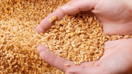 الزراعة: مصر الأولى في محصولية الفدان من القمح والأرز وقصب السكر