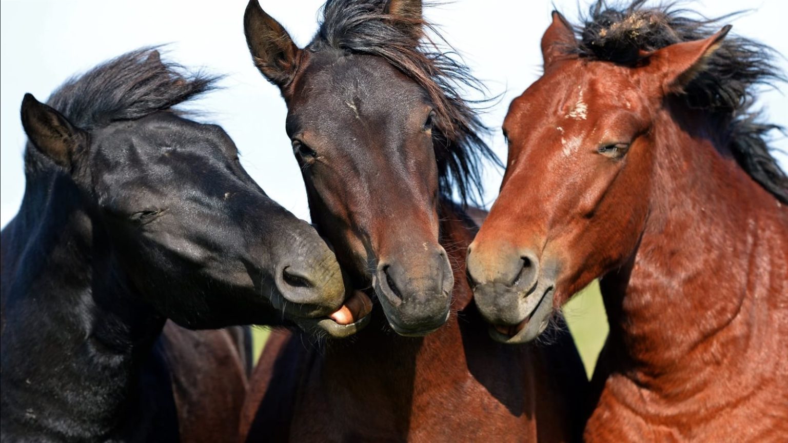 دراسة تربط الخيول بإمكانية ظهور وباء جديد.. ما القصة؟