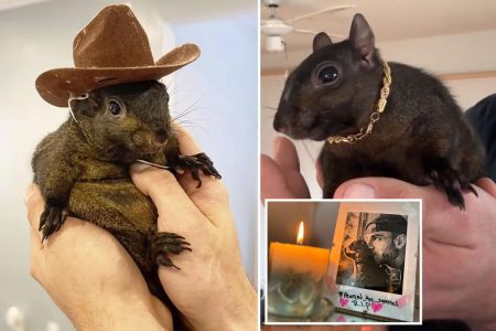 يقول خبير داء الكلب إن بيانات ولاية نيويورك الخاصة تكشف عن سبب “جنون” قتل السنجاب وقطع رأسه