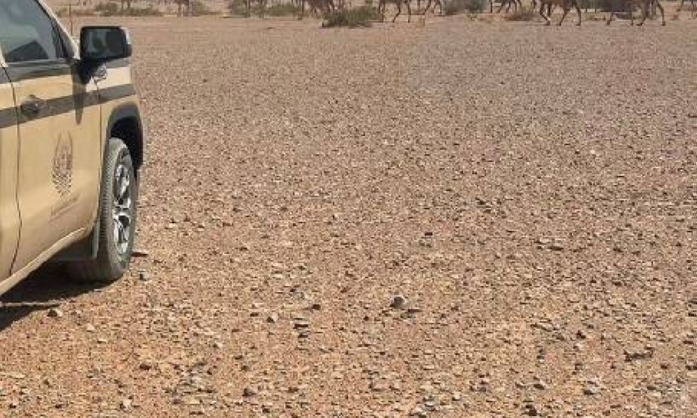 «الأمن البيئي»: ضبط مواطن مخالف لارتكابه مخالفة رعي بمحمية الملك عبدالعزيز الملكية