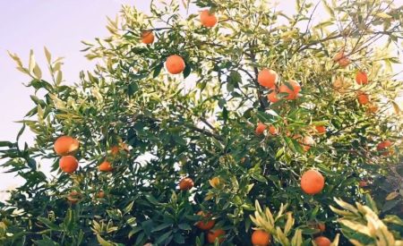 الهيئة الملكية لمحافظة العُلا تُطلق “موسم الحمضيات”