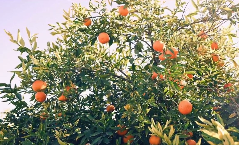 الهيئة الملكية لمحافظة العُلا تُطلق “موسم الحمضيات”