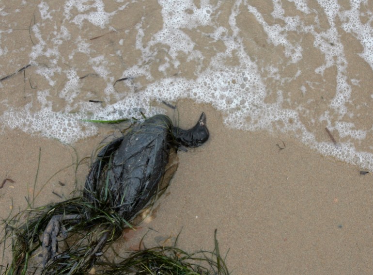 A dead bird covered in oil lies along the sea shore at Ukraine's "Kosa Tuzla" island, near Black Sea port Kerch November 15, 2007. A severe storm broke a small Russian oil tanker in two off the Ukrainian port of Kerch on Sunday, spilling up to 2,000 tonnes of fuel oil in what a Russian official said was an "environmental disaster". REUTERS/ Gleb Garanich (UKRAINE)