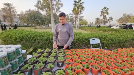 خالية من السعرات الحرارية.. إنتاج 35 ألف شتلة “ستيفيا” في مزرعة بالأوجام