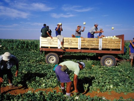 البيض بجنوب أفريقيا لترامب: نحب وطننا ولا نريد الرحيل