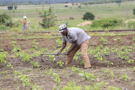 زيمبابوي تبدأ خطوة للمصالحة بصرف تعويضات للمزارعين البيض