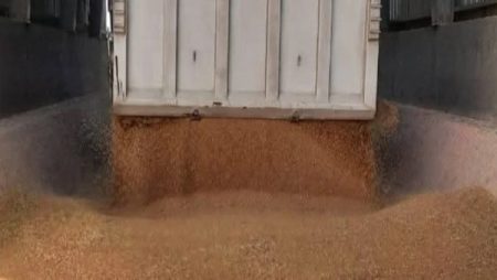 توريد 483 ألف طن قمح منذ بداية موسم الحصاد في الوادي الجديد