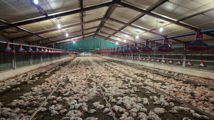 الجوع الجماعي للدجاج في مزرعة جنوب إفريقيا المدعومة من الدولة ضجة