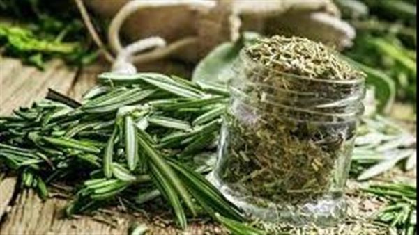 كيفية استخدام زيت إكليل الجبل لتقوية وإطالة الشعر .. 7 وصفات مختلفة