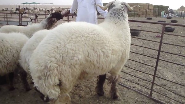 لية الخروف فيها إيه.. مميزات لم تخطر ببالك ولكن احترس من هذه الأضرار