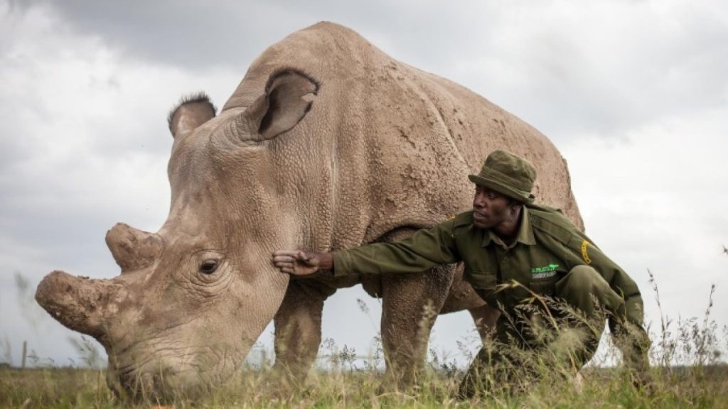 نقل 70 حيوانا من وحيد القرن من جنوب أفريقيا إلى رواندا