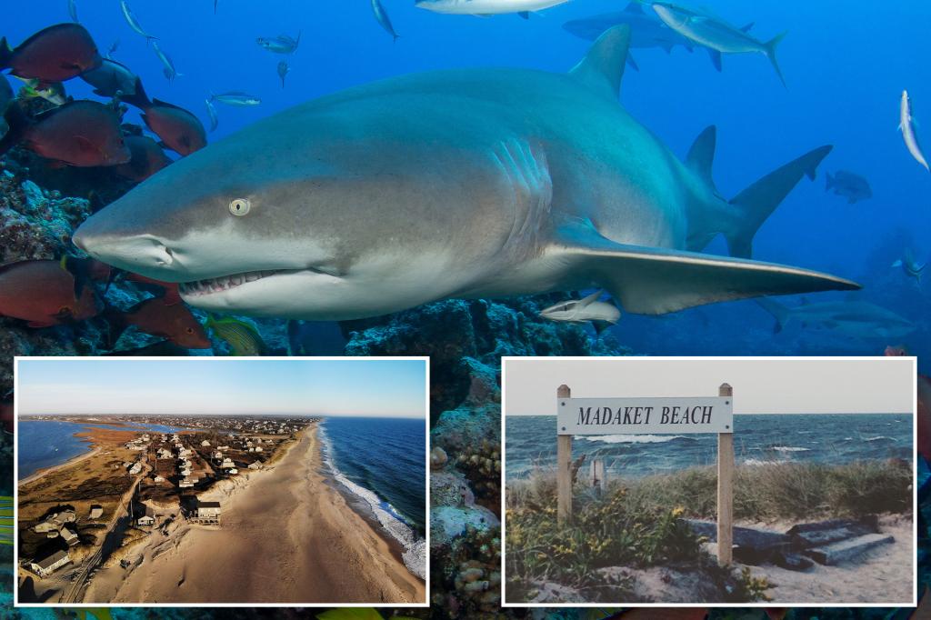 سمك القرش لدغات الشاطئ الصياد الذي جرس المفترس الذي يسحق إلى الماء بعد الصيد