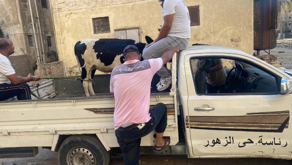 عقب انتهاء مهلة 3 أيام.. بورسعيد تبدأ مصادرة الماشية الهائمة في الشوارع