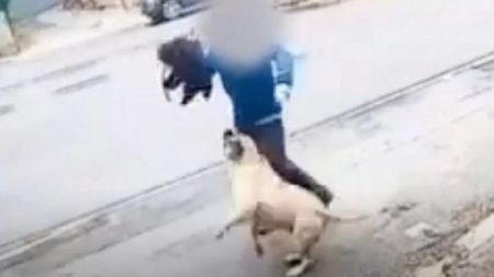 إصابة 7 أشخاص في هجوم كلب مسعور بأسيوط