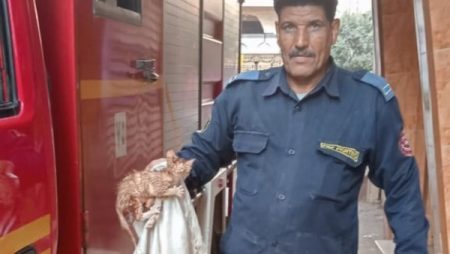 قوات الحماية المدنية بالغربية تنقذ حياة قطة عالقة بالمواسير الصرف الصحي بسمنود