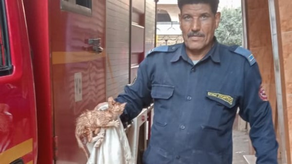 قوات الحماية المدنية بالغربية تنقذ حياة قطة عالقة بالمواسير الصرف الصحي بسمنود