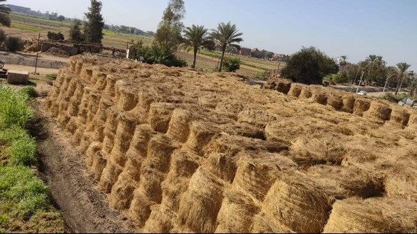 للتخلص الآمن من المخلفات الزراعية.. تجميع 457 ألف طن قش أرز بالشرقية