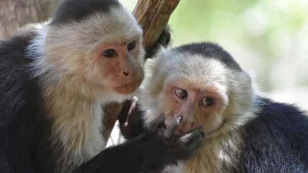 انقلاب شاحنة وفرار قرود «عدوانية» بولاية مسيسيبي الأمريكية