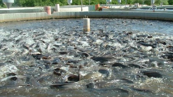 حظر إقامة مزارع أو أقفاص سمكية بالمجاري المائية طبقا للقانون