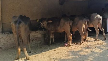 تسليم 10 آلاف رأس ماشية للأسر الأولى بالرعاية ببني سويف