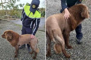 “الأسد” الوحيد الذي شوهد وهو يتجول في أيرلندا، مما أدى إلى تحقيق الشرطة، كان في الواقع كلبًا رياضيًا “بقصة شعر جديدة”: الشرطة