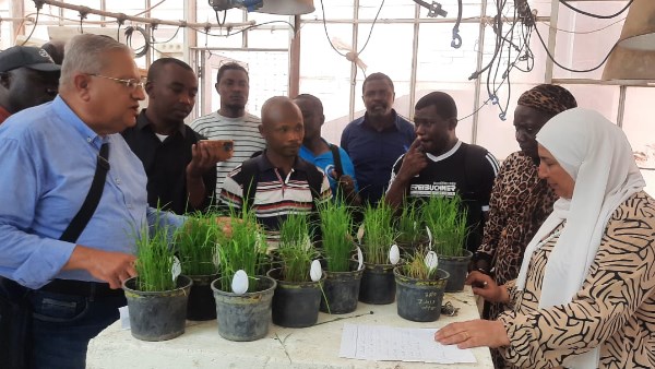 ختام تدريب وفد إفريقي على تقنيات تحسين تقاوي الأرز بـ بحوث سخا | صور