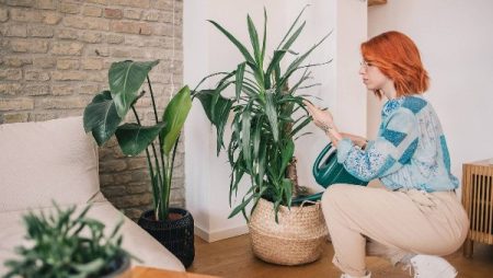 في برد الشتاء .. طريقة العناية بالنباتات المنزلية