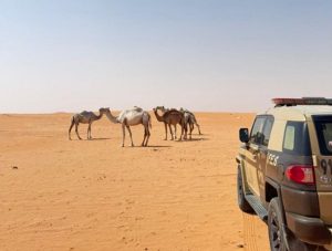 ضبط مواطن لارتكابه مخالفة الرعي في محمية الإمام عبدالعزيز بن محمد الملكية