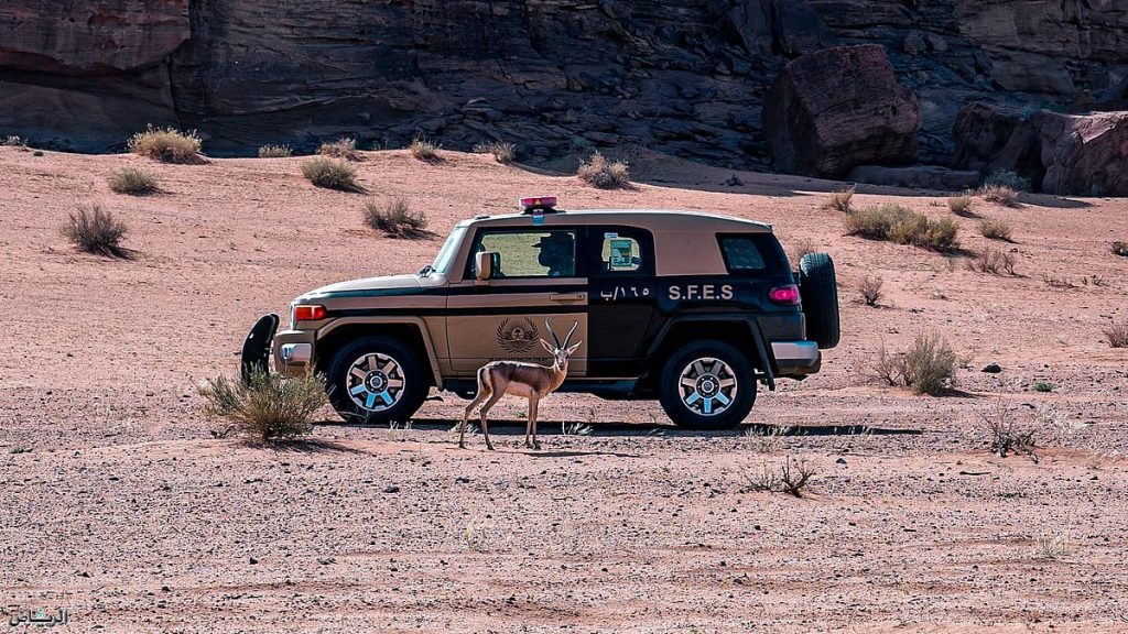 ضبط مواطن لارتكابه مخالفة رعي في محمية الملك عبدالعزيز الملكية