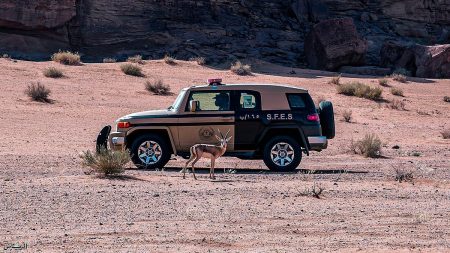 ضبط مواطن لارتكابه مخالفة رعي في محمية الملك عبدالعزيز الملكية