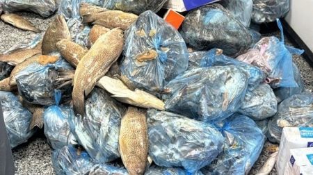 «بيئة عسير»: ضبط 760 كيلوجرامًا من الأسماك والدواجن الفاسدة