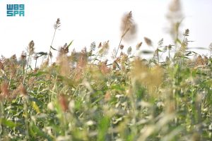 «البيئة» تطرح 4 فرص استثمارية لتعزيز الأمن الغذائي في جازان