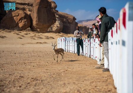 مركز الحياة الفطرية يطلق 37 كائنًا فطريًا في محمية الحِجر بالعُلا
