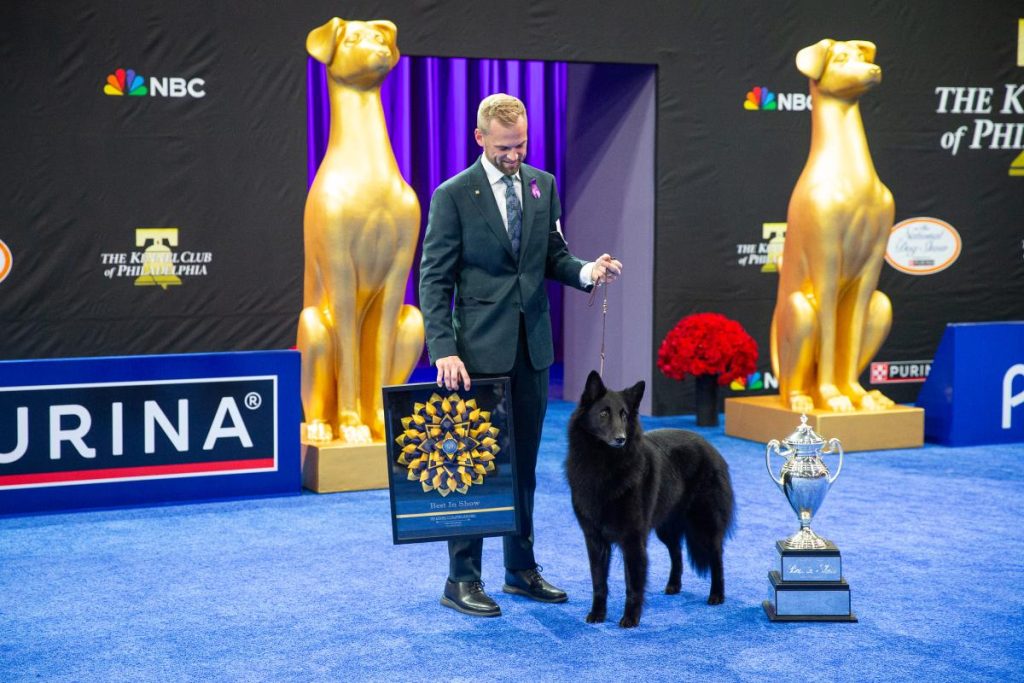 فازت الكلبة “سولاي” ببطولة (National Dog Show) وفاجأت مدربها بإصرارها على الفوز.