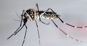 البرازيل توافق على أول لقاح بجرعة واحدة ضد حمى الضنك في العالم