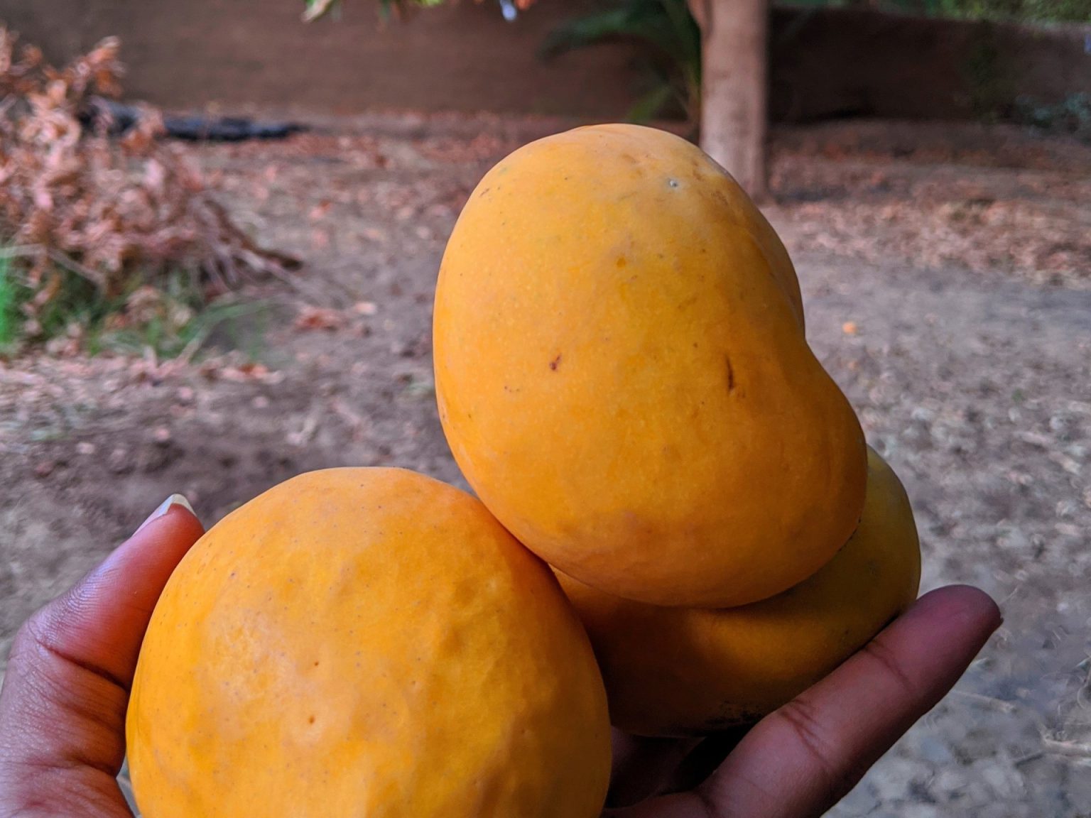 المانغو تساعد في الحفاظ على وزن الجسم