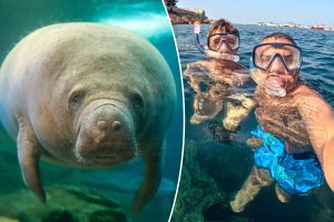 والد يكذب لعقود عن حيوانه المفضل لحماية مشاعر ابنه.