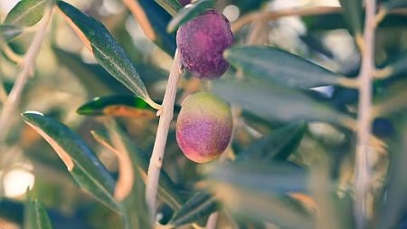 الإرشاد الزراعي: 3 فوائد لتسميد أشجار الزيتون