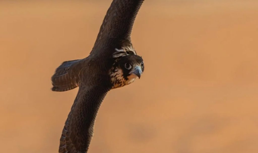 اليوم.. انطلاق مسابقة المزاين بمهرجان الملك عبدالعزيز للصقور 2025