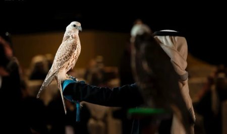 إقامة شوطين ضمن مسابقة المزاين بمهرجان الملك عبدالعزيز للصقور 2025