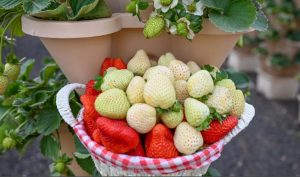 زراعة الفراولة البيضاء في حائل.. إنجاز نوعي يرسّخ ريادة المملكة عالميًا