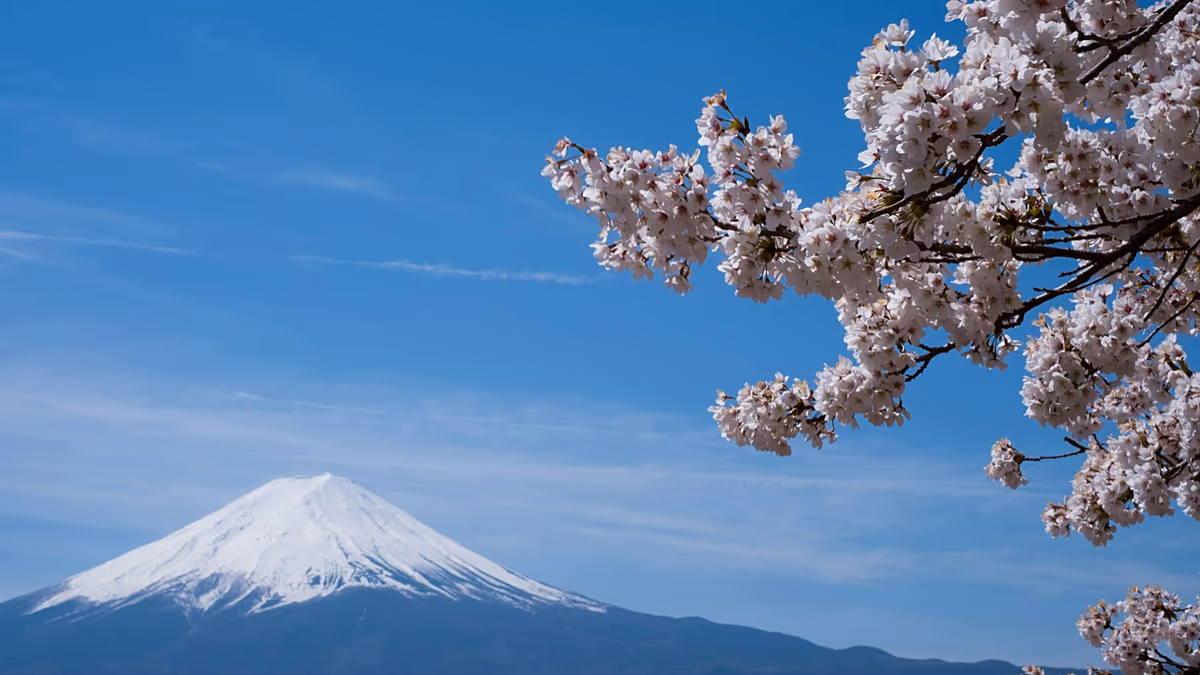 إلغاء مهرجان أزهار الكرز بفوجي لـ”سلوك سياحي سيئ”