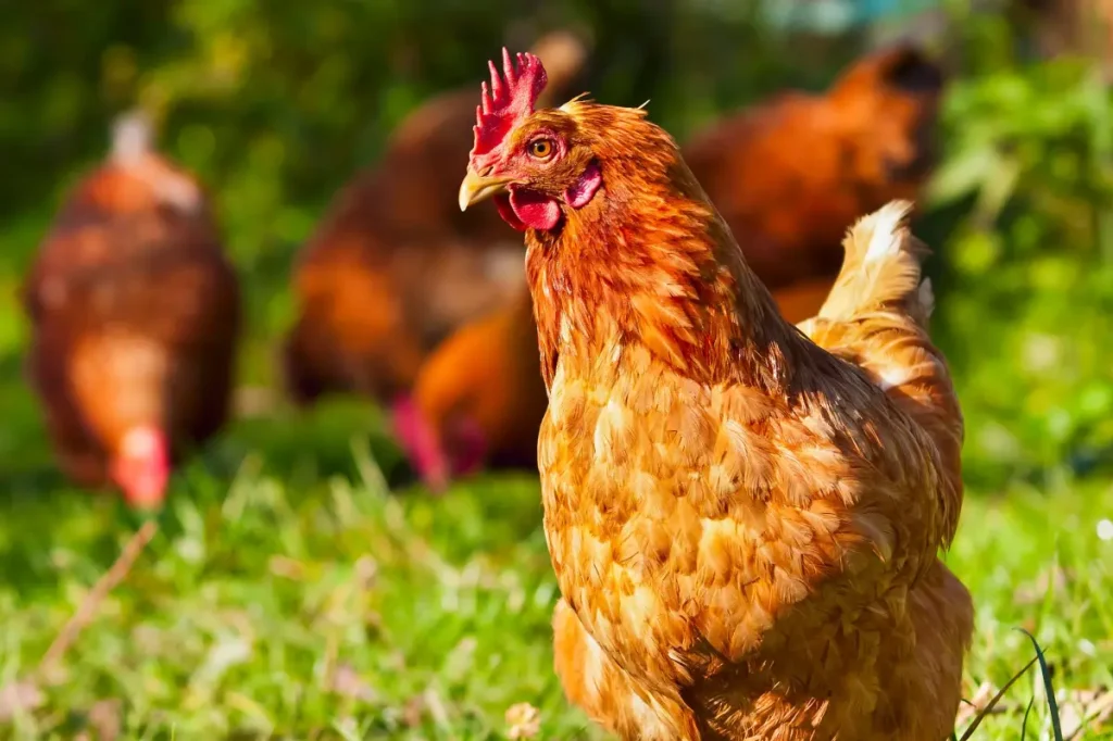 أستاذ جامعي يحصل على دجاجة للدعم العاطفي