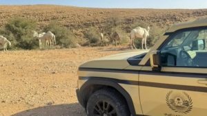 ضبط مواطن يخالف نظام البيئة لرعي 60 ناقة في محمية الملك عبدالعزيز