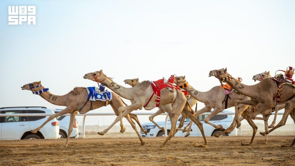كؤوس مهرجان ولي العهد للهجن بالطائف وجوائز تتجاوز 6 ملايين ريال